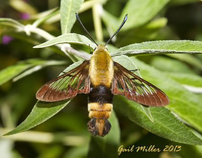 This Clearwing Moth was sitting completely still!  First time I've ever seen that, I believe. 
