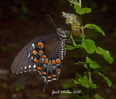 Spicebush Butterfly just emerged from its chrysalis