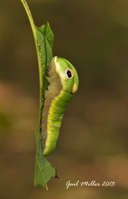 Spicebush Caterpillar 