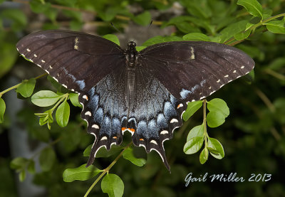 Eastern Giant Swallowtail - female