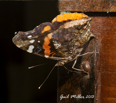 A Red Admiral on an old trunk on my front porch. 