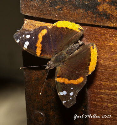 A Red Admiral on an old trunk on my front porch. 