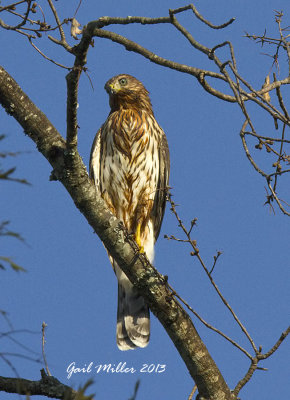 Cooper's Hawk Nest at Home