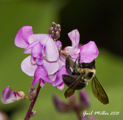 A Bumble Bee on Hyacinth Bean.  
