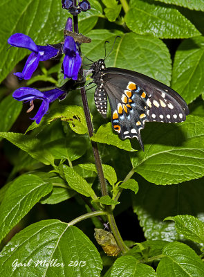Black Swallowtail freshly emerged from its chrysalis. 