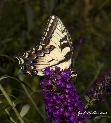 Eastern Giant Swallowtail