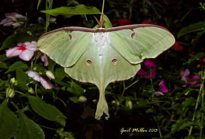 This is the 4th Luna Moth that I've seen in my yard this month; August 2013.  
