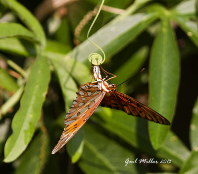 Gulf Fritillary laying an egg on Passion Flower Vine