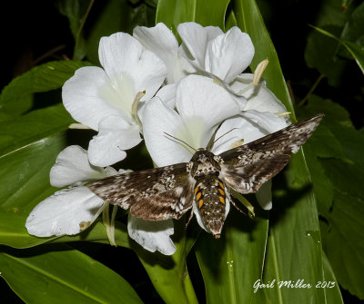Manduca rustica, rustic sphinx moth on Ginger Lily