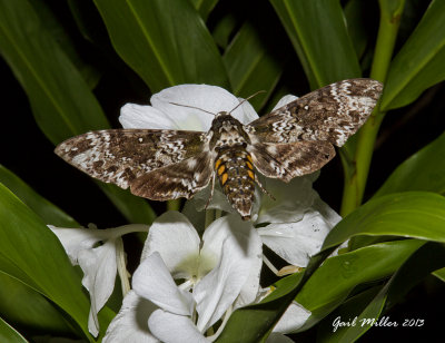 Manduca rustica, rustic sphinx moth on Ginger Lily