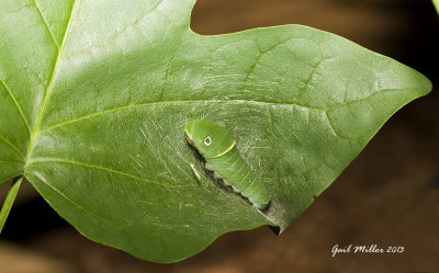 Eastern Tiger Swallowtail caterpillar on Tulip Poplar 