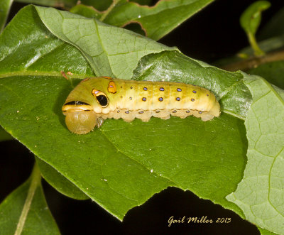 Spicebush Butterfly caterpillar 