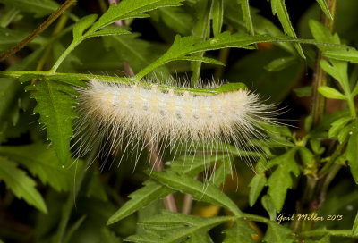Virginian Tiger Moth caterpillar 