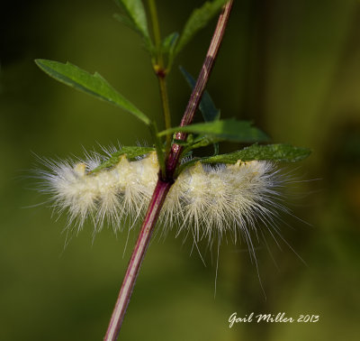 Virginian Tiger Moth Caterpillar 