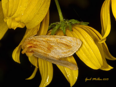 Goldenrod Stowaway Moth