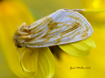 Goldenrod Stowaway Moth
