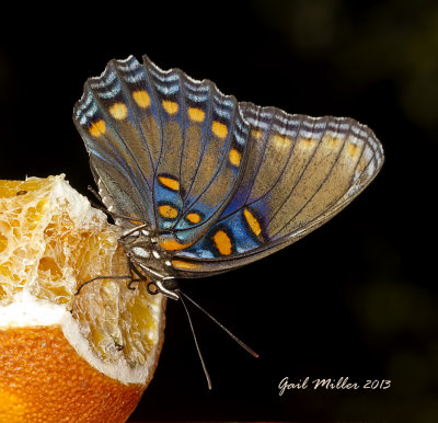 Red-spotted Purple