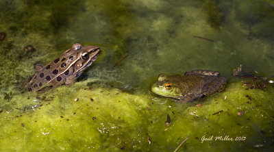 Southern Leopard Frog and Bullfrog