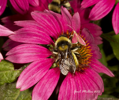 Southern Pink Moth and Bumble Bee