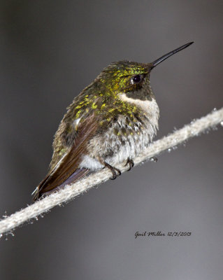 Hummingbirds 2013