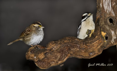 White-throated Sparrow and Downy Woodpecker
