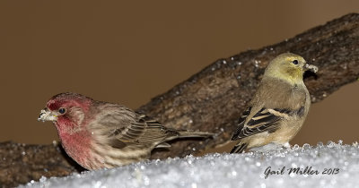 House Finch and American Goldfinch