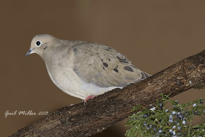 Mourning Dove