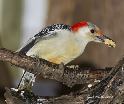 Red-bellied Woodpecker