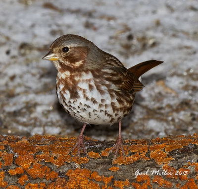 Fox Sparrow