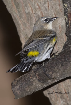 Yellow-rumped Warbler
Showing its yellow rump :-) 
