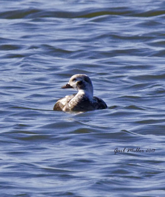 Long-tailed Duck; a rare visitor to Faulkner County, Arkansas