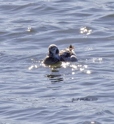 Long-tailed Duck; a rare visitor to Faulkner County, Arkansas