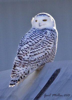 Snowy Owl in Little Rock (Pulaski Co.) AR