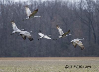 Sandhill Cranes at Higginson (White Co.) Arkansas