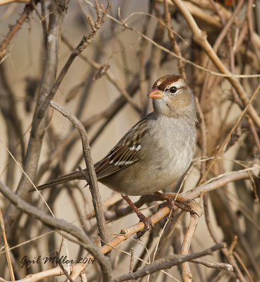 White-crowned Sparrow, 1st winter Juvenile 
