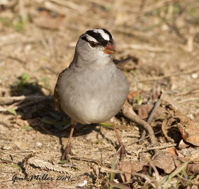 White-crowned Sparrow, adult