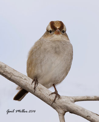 White-crowned Sparrow, 1st winter Juvenile 
