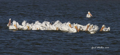 White Pelicans at Lake Overcup