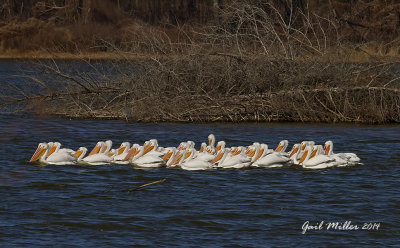 White Pelicans at Lake Overcup