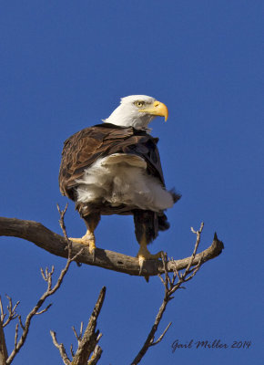 Bald Eagles    Exeter, Missouri