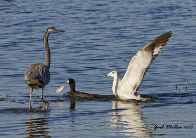 The American Coot had a piece of fish, which the Great Blue Heron and Ring-billed Gull wanted.  The heron ended up with it!