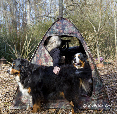 This is the pop up tent blind that I used before building the permanent playhouse/photo blind.  And, yes, I actually got photos of birds when the dogs were with me. 