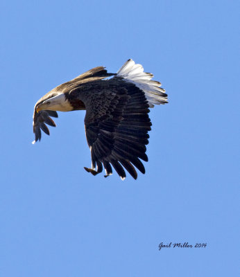 Bald Eagle, Prim, AR