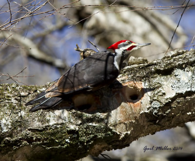 Pileated Woodpecker, JFK Campground, Heber Springs, AR