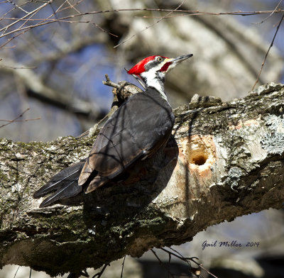 Pileated Woodpecker, JFK Campground, Heber Springs, AR