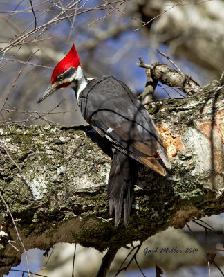Pileated Woodpecker, JFK Campground, Heber Springs, AR