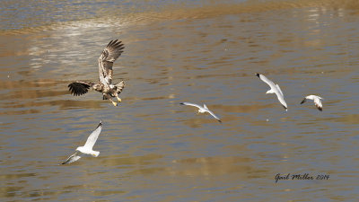 Bald Eagle and Ring-billed Gulls