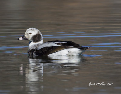 Long-tailed Duck Beaver Fork Lake Conway, AR