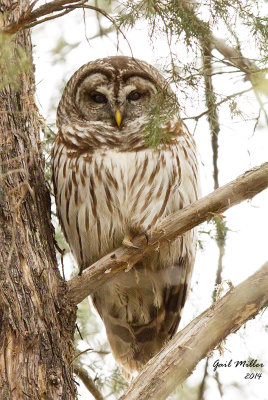 Barred Owl  Very high ISO, so noisy, but I was just trying to get the shot :-) 