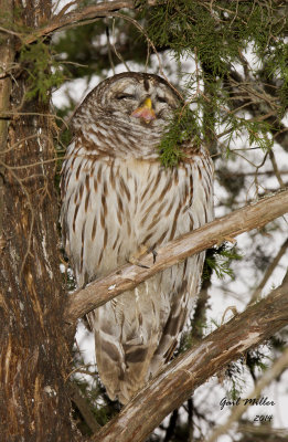 Barred Owl Yawning ...